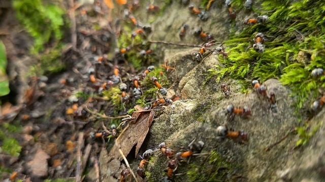 Tölgyfahangya-Liometopum microcephalum смотреть онлайн