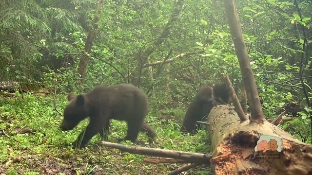 МЕДВЕЖИЙ НАРОД И ЕГО ИГРУШКИ смотреть онлайн