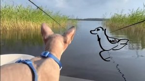 кот Миллион видео не моё😺