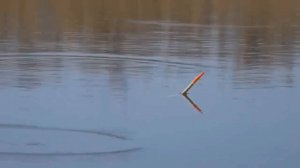 Рыбалка на поплавок ловля карася| Весенний карась на поплавок