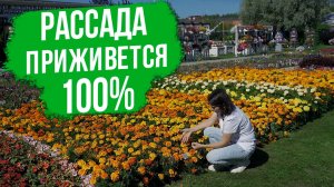 Рассада бархатцев приживется 100%, если посадить так!