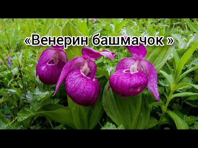 7 чудес света Целинного района смотреть онлайн