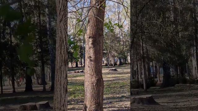 Беличье царство. Белки и бельчата "Берёзовой рощи" смотреть онлайн
