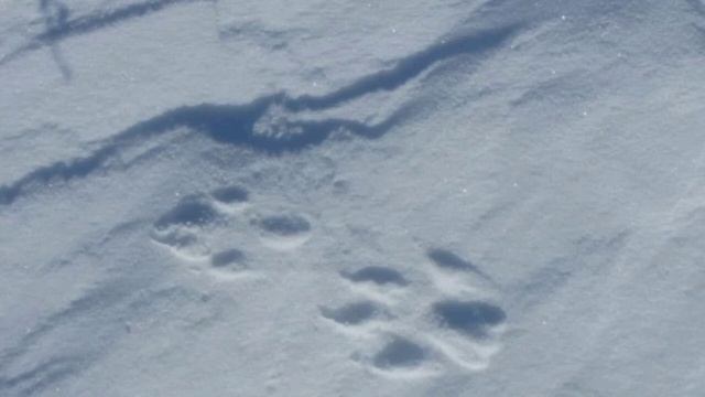 В. Біанкі - оповідання про тварин смотреть онлайн
