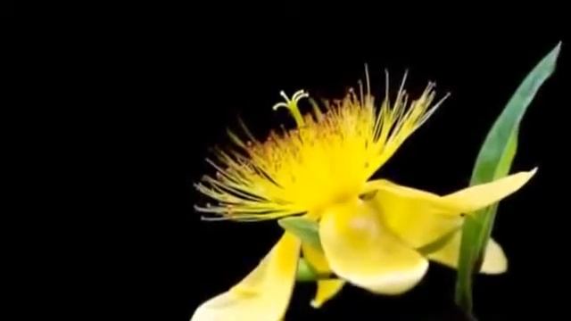 очень красивая музыка смотреть онлайн