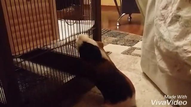 ШОК!!! Морская свинка открывает дверку 🐹 смотреть онлайн