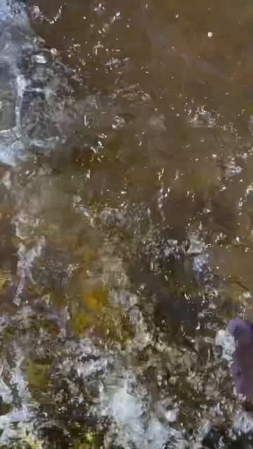Massive Tarpon eats mullet #favoritefishing #viralvideo #crazy смотреть онлайн