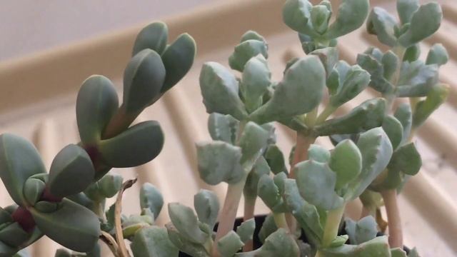 SUCULENTAS: OSCULÁRIA DELTOIDES E CORPUSCULÁRIA LEHMANNII