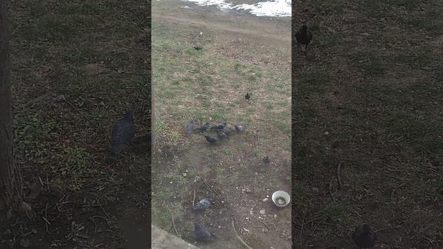 Чайки и голуби смотреть онлайн