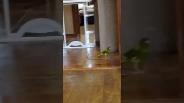 павлин смотреть онлайн