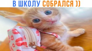 КОТЯ В ШКОЛУ СОБРАЛСЯ ))) Приколы с котами | Мемозг 1588