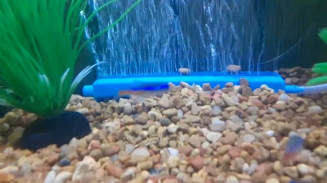 Zebra danios and neon tetras смотреть онлайн