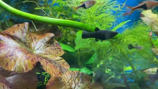 Аквариум. С новым годом 2022! смотреть онлайн