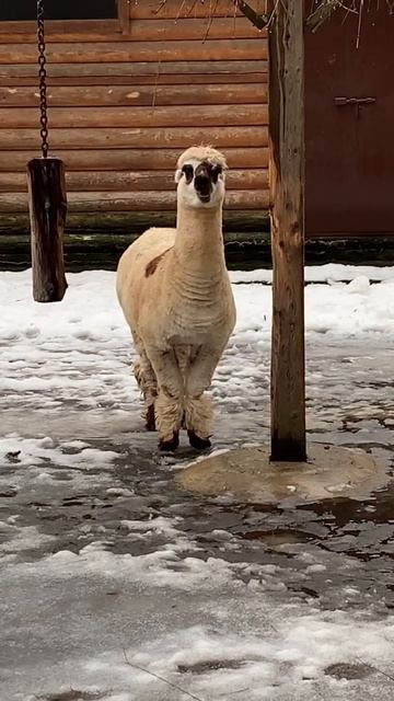 #жвачка #альпака #зоопарк #липецкийзоопарк смотреть онлайн