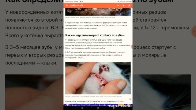 Новости про кошек))) смотреть онлайн