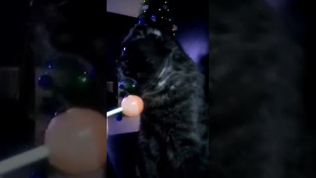 Ржака вислоухий кот ест чюпачюпс смотреть онлайн