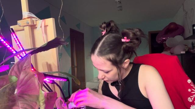 Укоренение и посадка черенков хойи🌱 смотреть онлайн