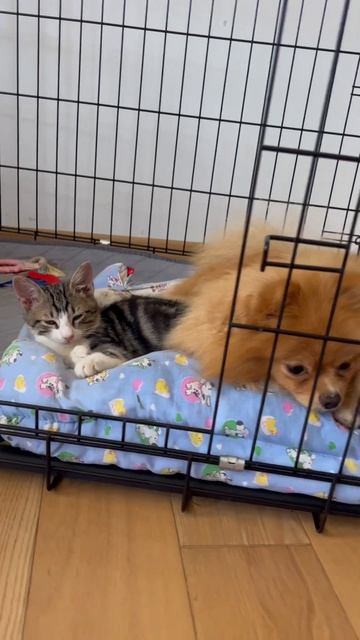 #анапа #анапасегодня #анапа2023 #cute #puppy #cutedog #dog #анапаморе смотреть онлайн