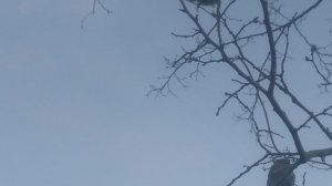 Гнездо на дереве, камышанка птичка