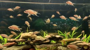 Принцесса Бурунди / Neolamprologus brichardi