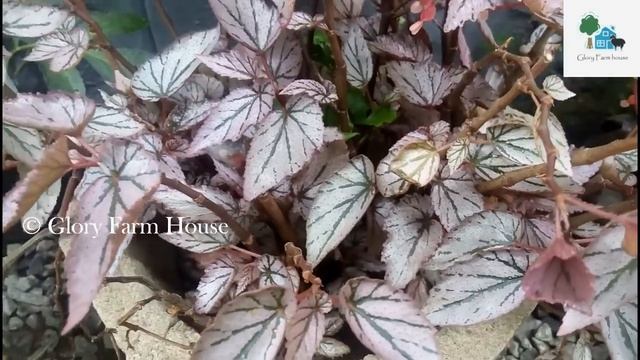 Cane Begonia Plant Care in Malayalam | Glory Farm House смотреть онлайн