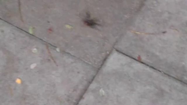 Stag Beetles "invade" Putney! (Part 2) смотреть онлайн