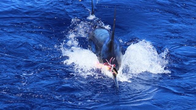 Yoshi's Tagged & released 200Kg marlin HD 1080p смотреть онлайн