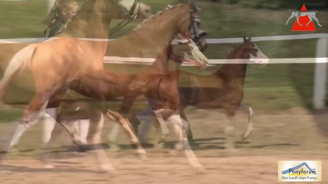 Auktionsfohlen Nr. 22 SCHIERENSEES FANTASTIC COLOR смотреть онлайн