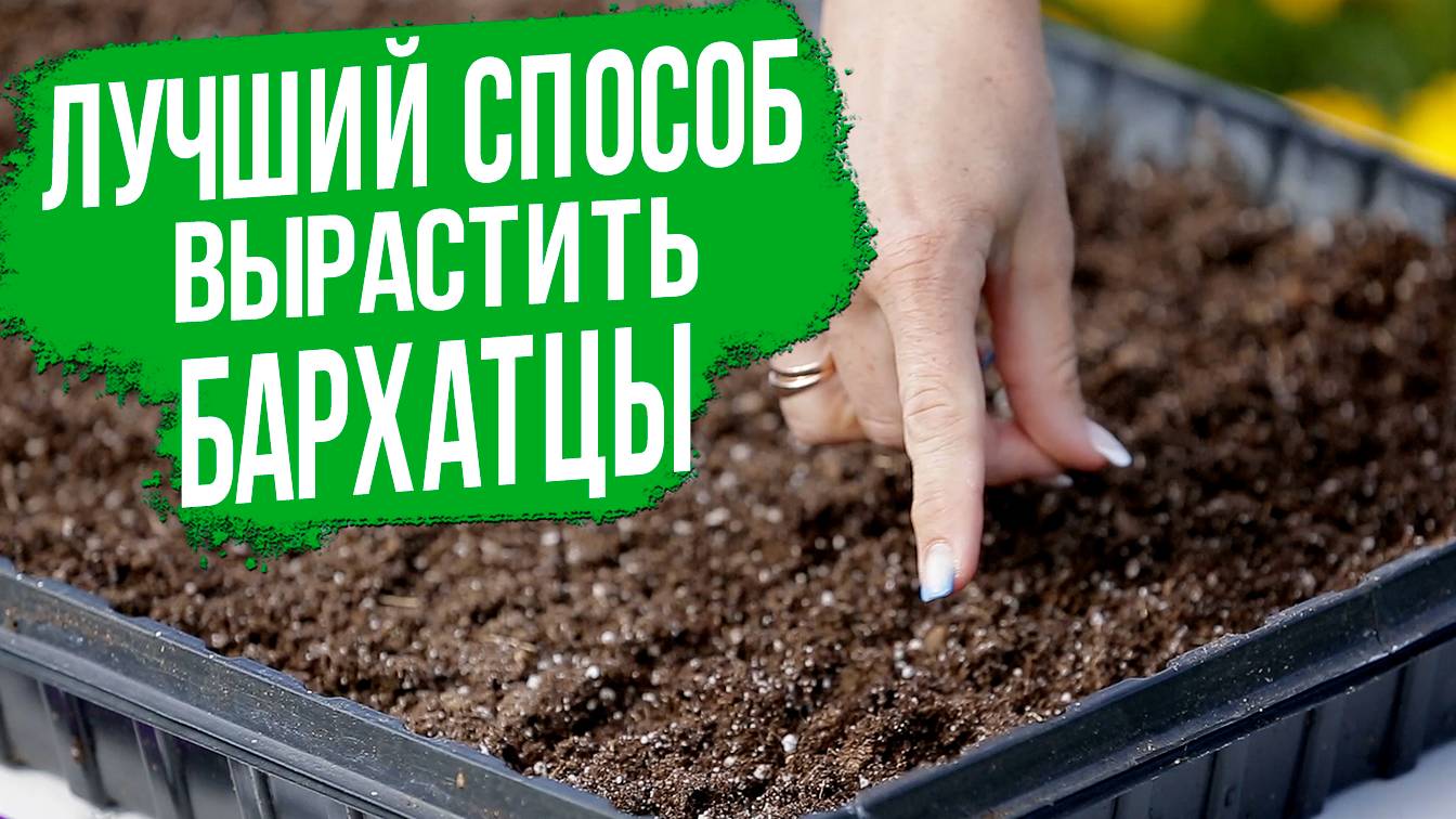Выращивание бархатцев через рассаду - ЛУЧШИЙ способ посева бархатцев! смотреть онлайн