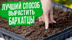 Выращивание бархатцев через рассаду - ЛУЧШИЙ способ посева бархатцев!