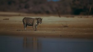 Земля ночью в цвете 1 сезон 3 серия «Джунгли ягуара» (документальный сериал, 2020)