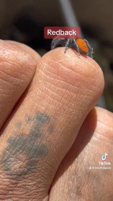 Red jumping spider смотреть онлайн