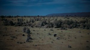 Земля ночью в цвете 1 сезон 6 серия «Плоскогорье гепардов» (документальный сериал, 2020)