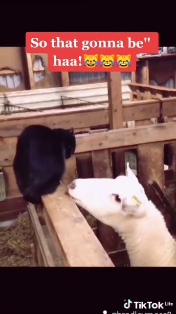 A sheep trying to seduce a Pussy😲🤭😹😹😹 смотреть онлайн
