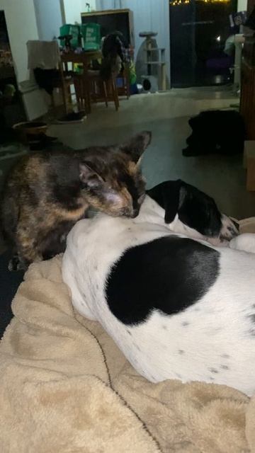 Cat Giving Dog a Tongue Bath While She Sleeps смотреть онлайн