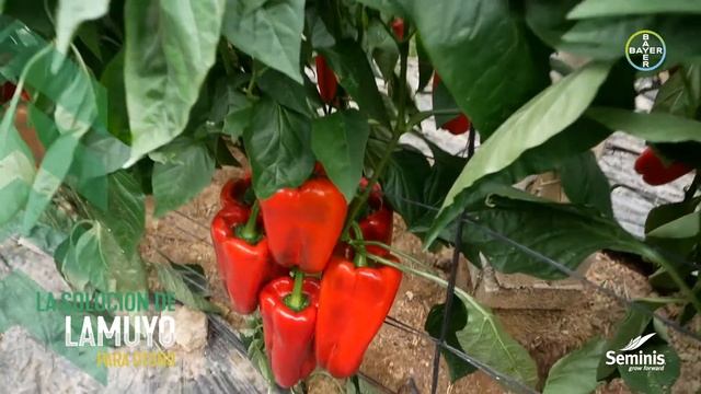 SEMINIS Pimiento Barden la solución de Lamuyo para Otoño #1 смотреть онлайн