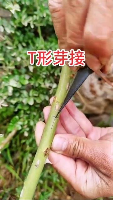 Gardening And Grafting Tree Crafting From Cutting Branch #TheFlower #Part 73 смотреть онлайн