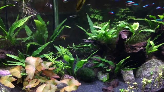 Dwarf Cichlids and Tetras смотреть онлайн