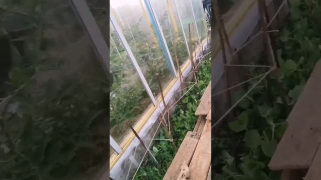 ЛУЧШАЯ ОПОРА ДЛЯ ГОРОХА👍🔥#горох#опора#опорадлягороха#дача#огород#грядкагороха#грядка#зелёныйгорошек смотреть онлайн