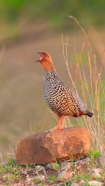 francolin voice Francolinus pictus voice смотреть онлайн