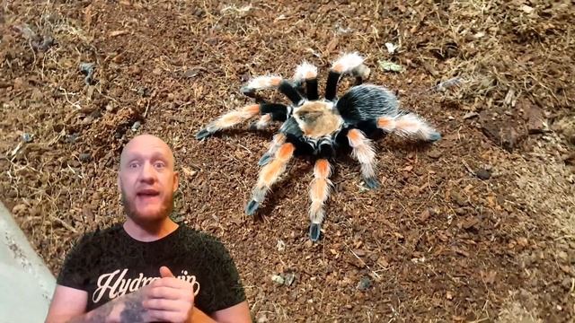 Mexican fire Leg (Brachypelma boehemi) care and husbandry смотреть онлайн