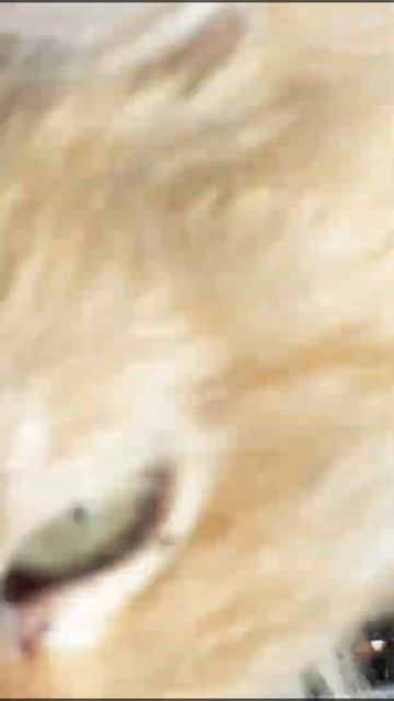 Мои кошки гуляют на природе🐈🌾🍃 смотреть онлайн