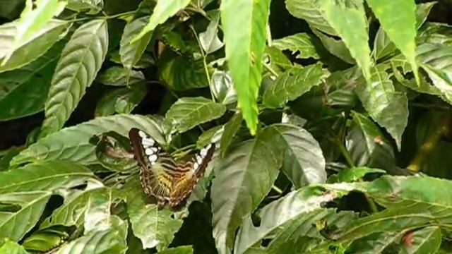 The Clipper Butterfly (Parthenos sylvia) смотреть онлайн