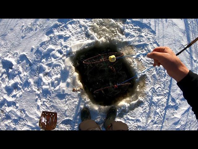 МОРДЫ ПОЛНЫЕ ЭТИМИ ГАДАМИ.РОТАНЫ-ГИГАНТЫ!!! ПОДАРИЛ КАРАСЯМ ЖИЗНЬ. ПОСТАВИЛ ЕЩЁ ОДНУ ВЕРШУ...