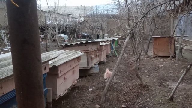 21.12.22.Аричилик,Нозематоз.Пчелавод,Нозематоз. Arichilik, Nozematoz. смотреть онлайн