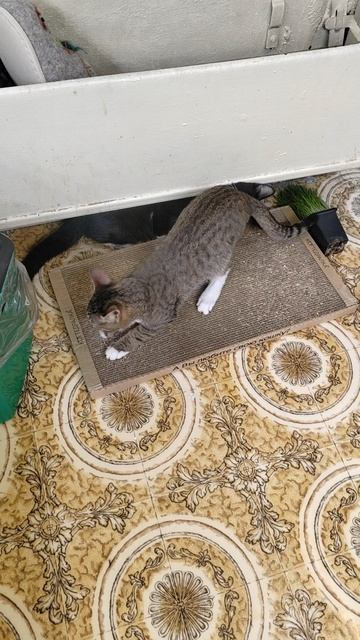 Серенький 1