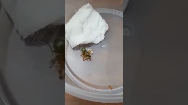 Weaver Queen Ant Founding Colony With Egglings
