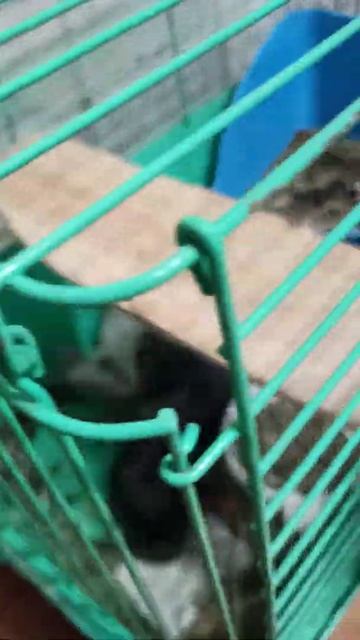 Сон Шиншиллы. смотреть онлайн