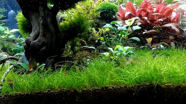 Fish and shrimp feeding time lapse HD смотреть онлайн