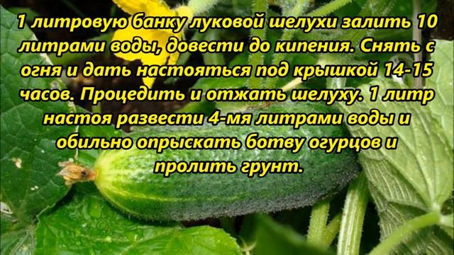 Несколько советов, как защитить огурцы от всех болезней смотреть онлайн